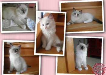 5 chatons de Ginger - 9 semaines - Chatterie Ragdolls du Val de Beauvoir